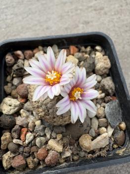 Preview: Turbinicarpus valdezianus